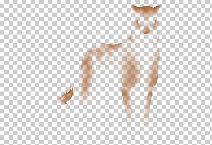 Whiskers Cat Dog Snout Canidae PNG, Clipart, Animals, Canidae, Carnivoran, Cat, Cat Like Mammal Free PNG Download