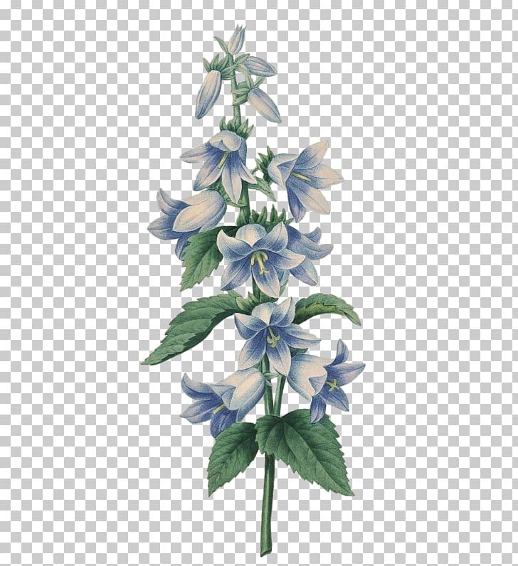 Botanical Illustration Art Printmaking Bellflowers PNG, Clipart, Bellflower Family, Blue, Botany, Common Sage, Delphinium Free PNG Download