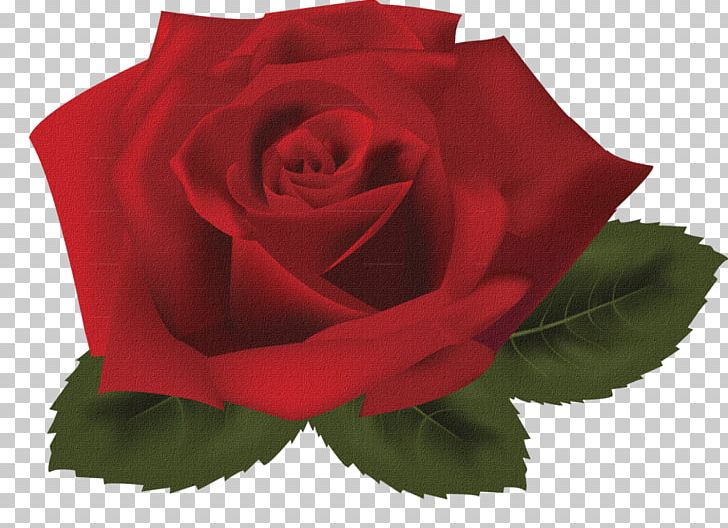 Rose PNG, Clipart, Black Rose, China Rose, Cut Flowers, Desktop Wallpaper, Drawing Free PNG Download