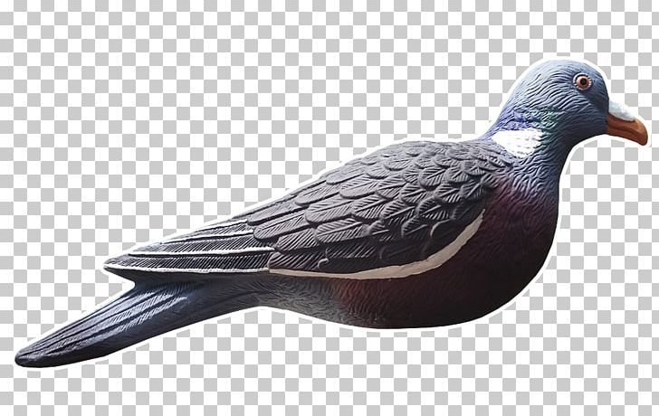 Columbidae Common Wood Pigeon Decoy Hunting Appelant PNG, Clipart, Appelant, Beak, Bird, Chard, Columbidae Free PNG Download