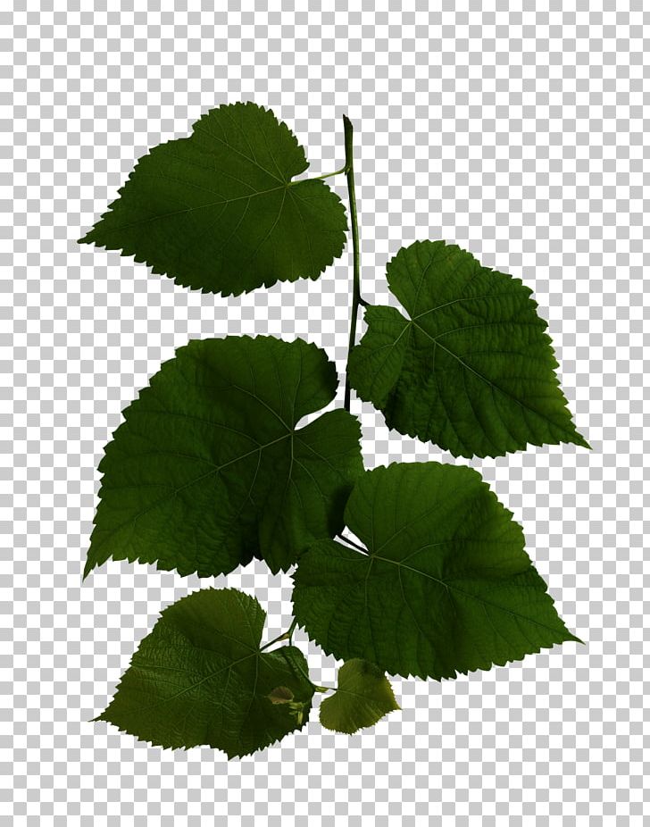 Wild Health Leaf PNG, Clipart, Animal, Biomedical Sciences, Branch, Cindy Engel, Clip Art Free PNG Download