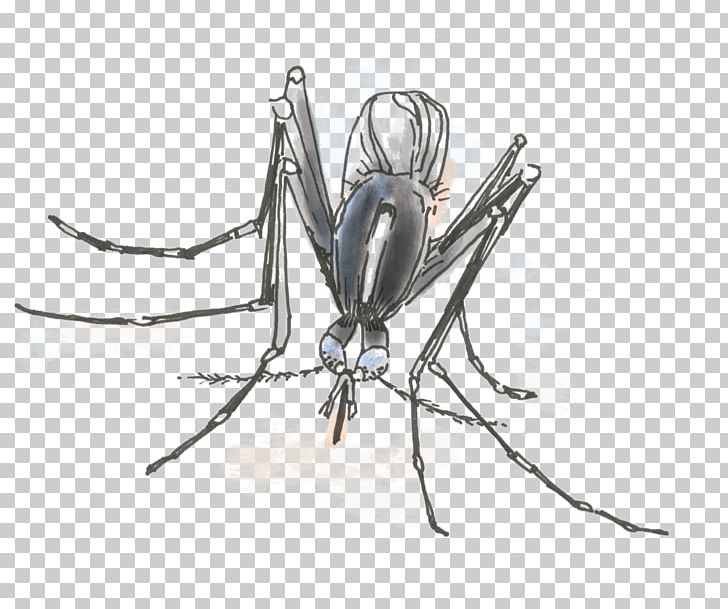 Aedes Albopictus Yellow Fever Mosquito Insect Invertebrate Fly PNG, Clipart, Aedes, Aedes Albopictus, Arthropod, Dengue, Fly Free PNG Download