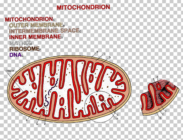 Chloroplast Mitochondrion Coloring Book Adenosine Triphosphate PNG, Clipart, Adenosine Triphosphate, Area, Brand, Cell, Chloroplast Free PNG Download
