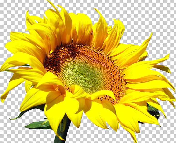 Common Sunflower PNG, Clipart, Common Sunflower, Computer Icons, Daisy Family, Flower, Flowering Plant Free PNG Download