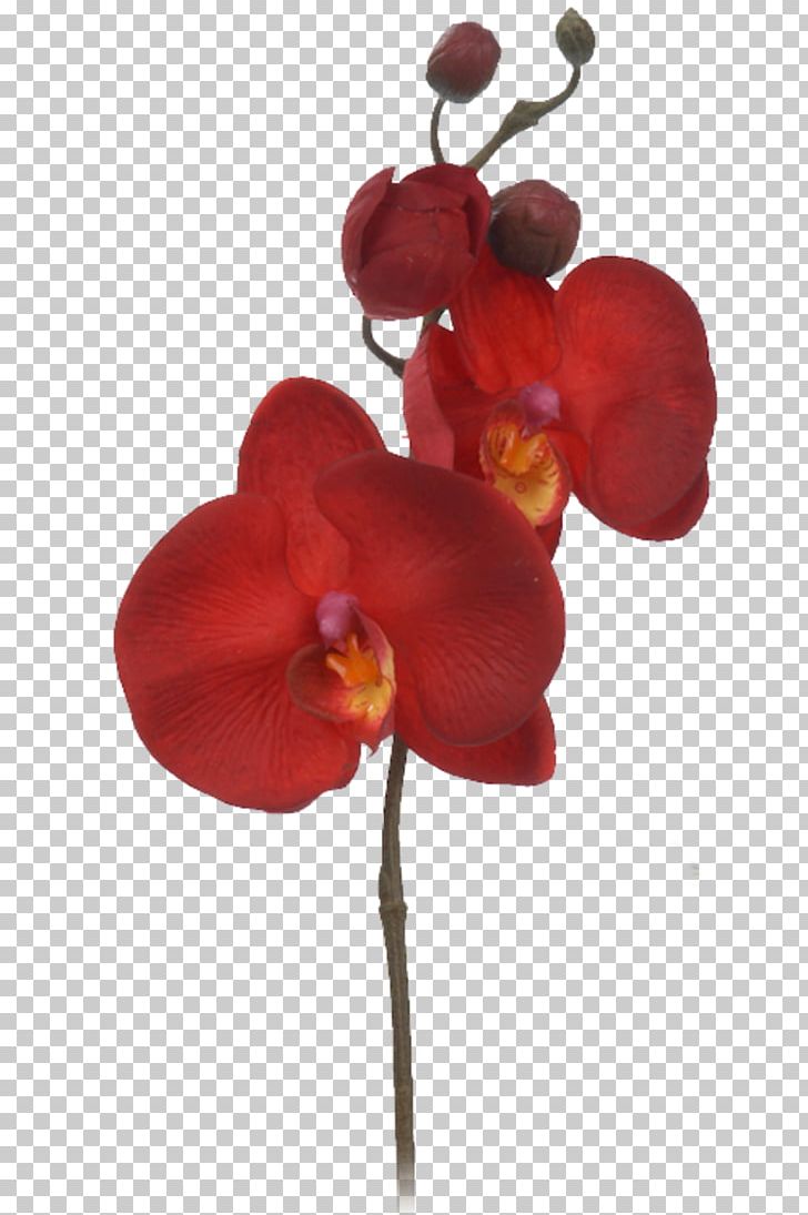 Cut Flowers Petal PNG, Clipart, Cut Flowers, Flower, Flowering Plant, Graphic Design, Internet Free PNG Download