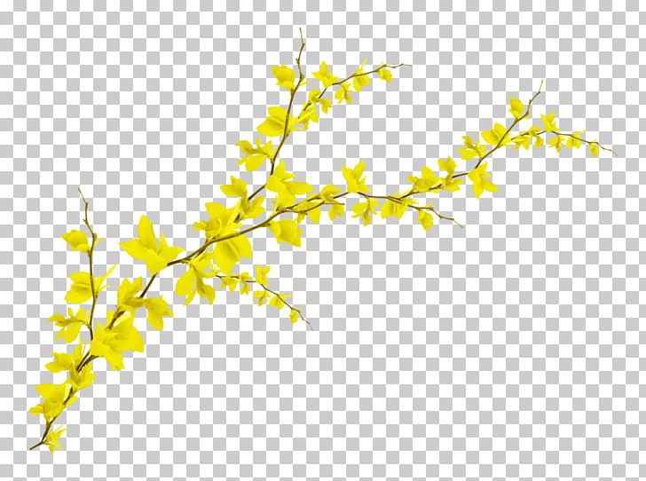 Branch Leaf Photography PNG, Clipart, Blog, Branch, Flower, Fundal, Ginkgo Biloba Free PNG Download