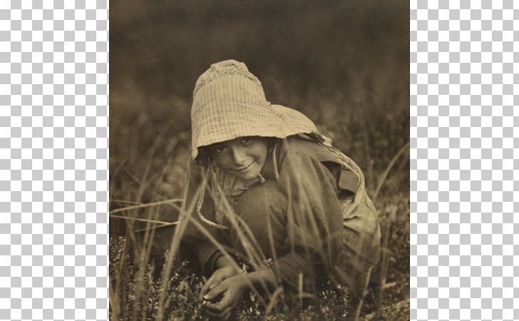 New Jersey Photography America & Lewis Hine Child PNG, Clipart, Child, Child Labour, Commodity, Cranberry, Grass Free PNG Download