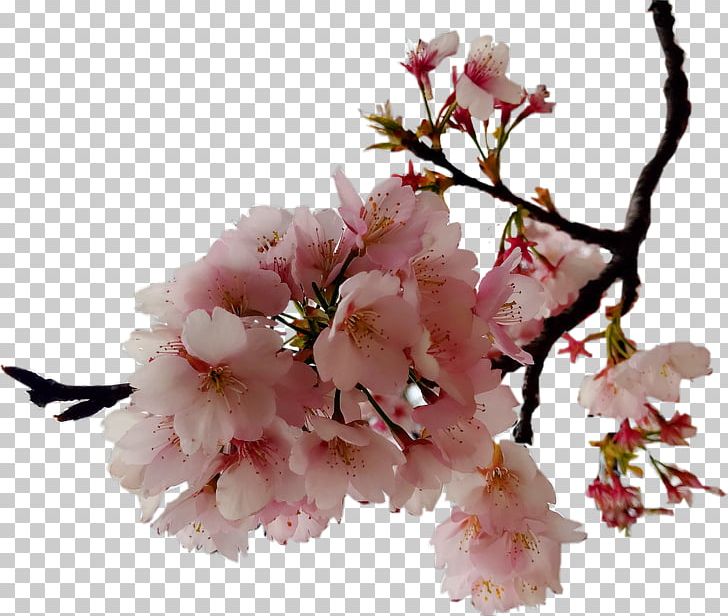 Cerasus Cherry Blossom PNG, Clipart, Always, Blossom, Blossoms, Branch, Cerasus Free PNG Download