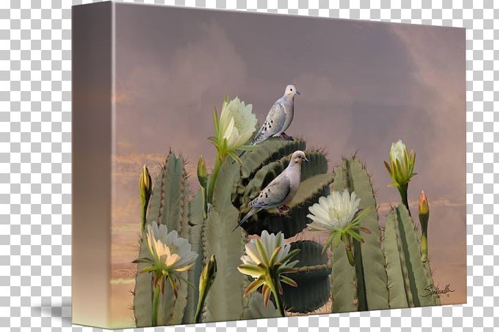 Citroën Cactus M Cactaceae Stock Photography Wildflower PNG, Clipart, Cactaceae, Cactus, Flora, Flower, Flowering Plant Free PNG Download