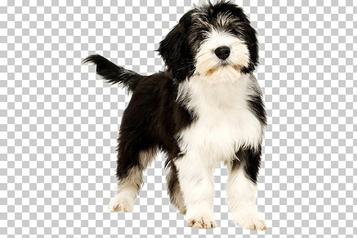 Dog Breed Tibetan Terrier Polish Lowland Sheepdog Bearded Collie Old English Sheepdog PNG, Clipart, Animals, Bearded Collie, Breed, Carnivoran, Companion Dog Free PNG Download