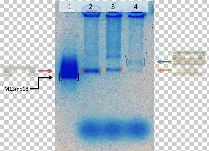 Gel Electrophoresis Of Nucleic Acids DNA Origami PNG, Clipart, Agarose, Agarose Gel Electrophoresis, Analysis, Blue, Dna Free PNG Download