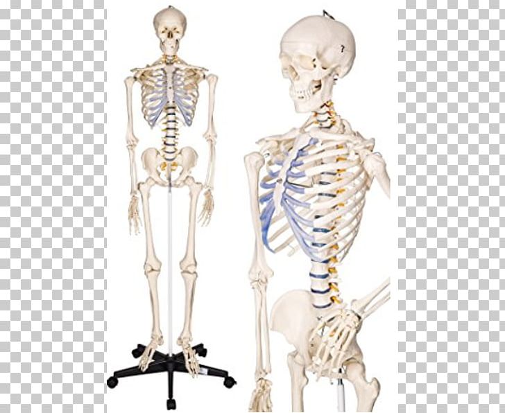 Human Skeleton Anatomy Human Body The Skeletal System PNG, Clipart, Anatomy, Arm, Bone, Esqueleto, Fantasy Free PNG Download