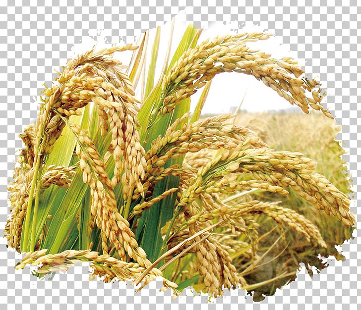 Rice Seed Cereal Germination Wheat PNG, Clipart, Avena, Cereal Germ, Combine Harvester, Commodity, Crop Free PNG Download