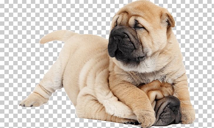 Shar Pei Puppy Chinese Shar-Peis The Chinese Shar-Pei Purebred Dog PNG, Clipart, Animals, Breed, Carnivoran, Chinese Sharpei, Chinese Sharpeis Free PNG Download
