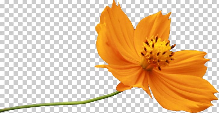 Flower PNG, Clipart, Artificial Flower, Background, Cosmos Sulphureus, Daisy Family, Decoration Free PNG Download