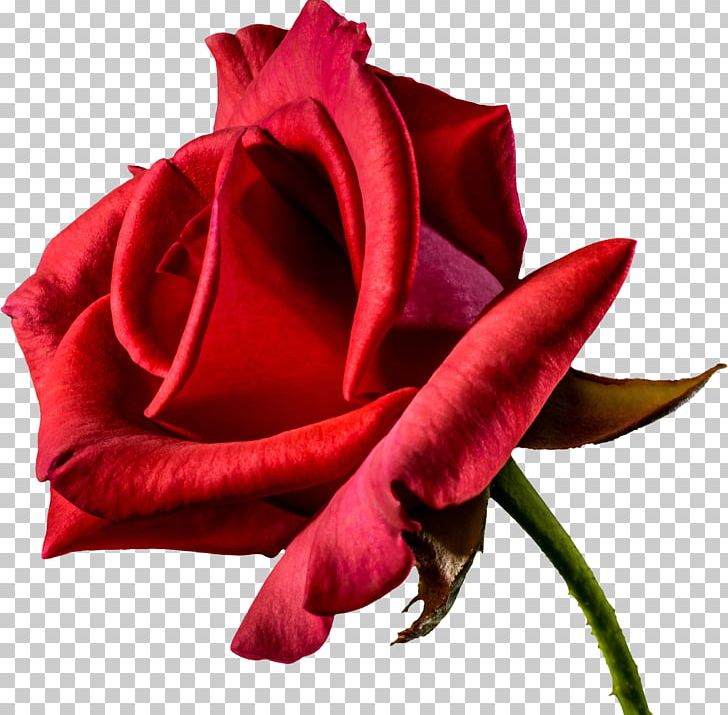 Flower Rose Desktop PNG, Clipart, Cut Flowers, Desktop Wallpaper, Download, Encapsulated Postscript, Floristry Free PNG Download