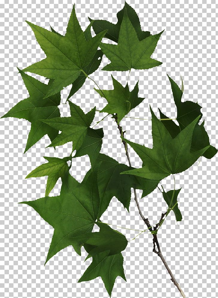 Maple Leaf Ceratocystis Fagacearum PNG, Clipart, Branch, Ceratocystis Fagacearum, Download, Honeydew, Ivy Free PNG Download
