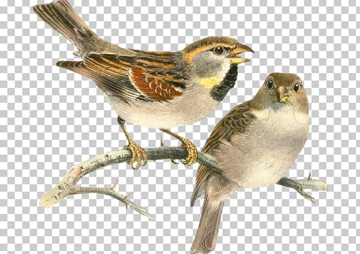Sparrow Bird Painting Drawing PNG, Clipart, Altered Book, Animals, Art, Artists Book, Beak Free PNG Download