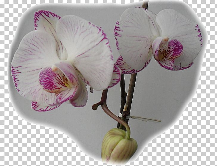 Moth Orchids PNG, Clipart, Br 1, Flower, Flowering Plant, Moth Orchid, Moth Orchids Free PNG Download