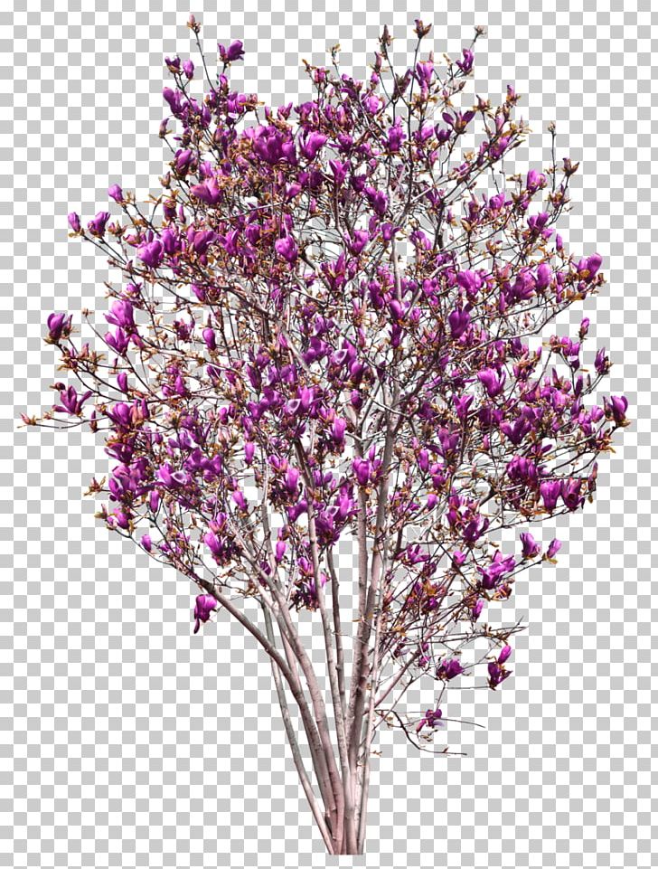 Tree Magnolia PNG, Clipart, Artificial Flower, Blossom, Branch, Cherry Blossom, Christmas Decoration Free PNG Download