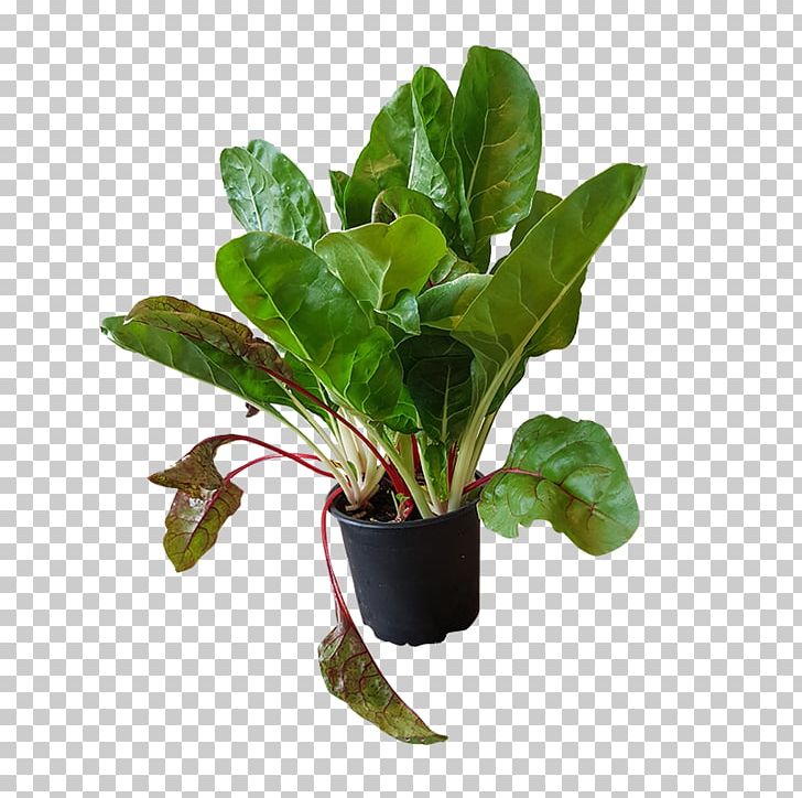 Basil Stock Photography Chard PNG, Clipart, Basil, Chard, Flowerpot, Herb, Houseplant Free PNG Download