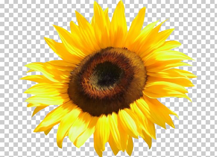 Common Sunflower PNG, Clipart, Blue Rose, Clip Art, Closeup, Common Sunflower, Cut Flowers Free PNG Download