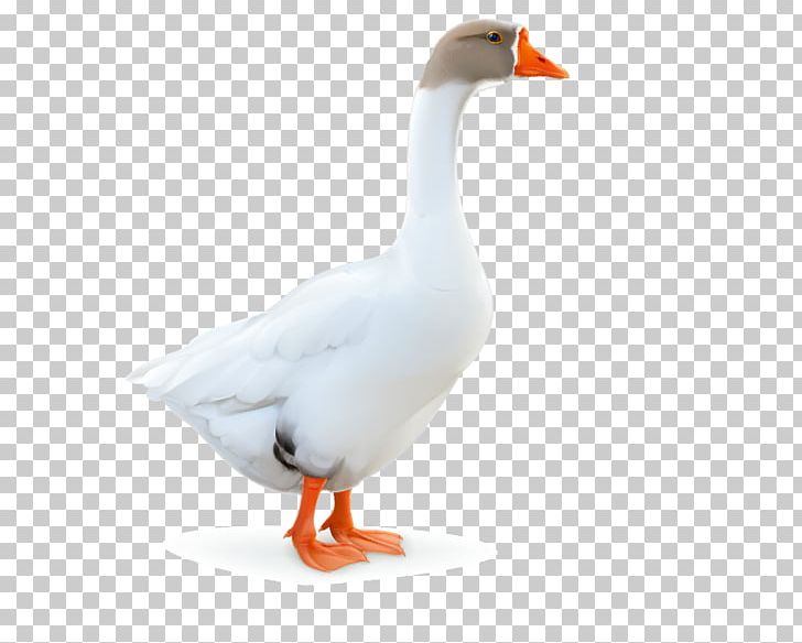 Domestic Goose Duck Bird PNG, Clipart, Animal, Animals, Beak, Canadian Goose, Cartoon Goose Free PNG Download