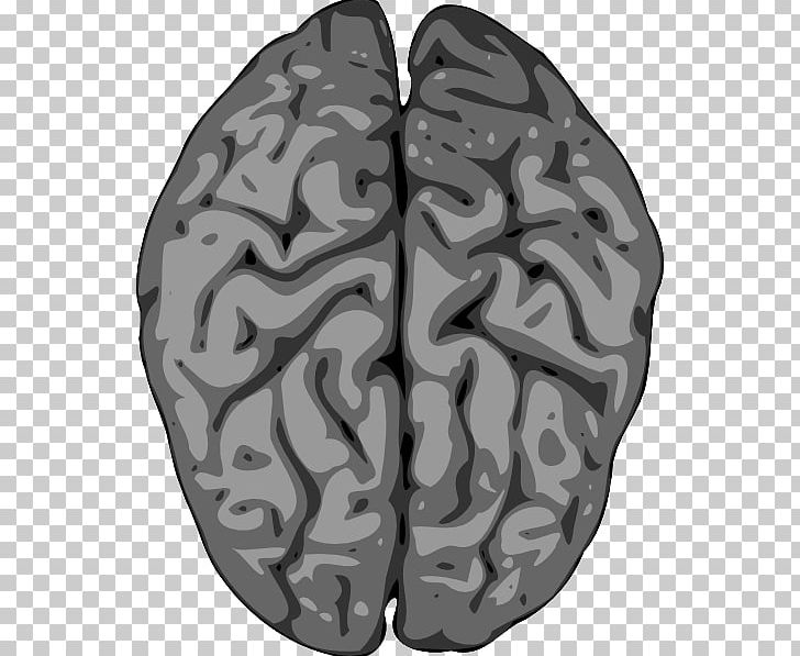 Human Brain PNG, Clipart, Automotive Tire, Black And White, Brain, Color, Drawing Free PNG Download