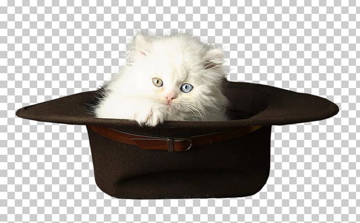 Kitten Cat Whiskers PNG, Clipart, Animal, Animals, Animation, Beyaz Kediler, Blog Free PNG Download