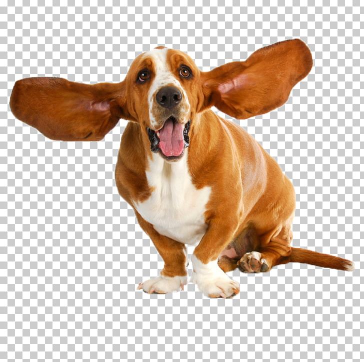 Basset Hound Puppy Dog Breed Stock Photography PNG, Clipart, Animal, Animals, Basset Artesien Normand, Basset Hound, Breed Free PNG Download