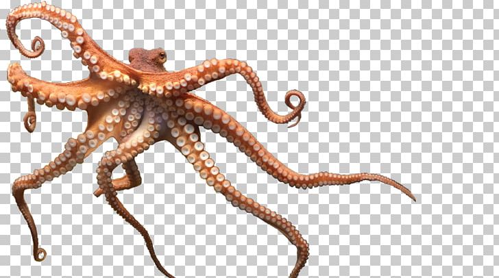 Enteroctopus Dofleini PNG, Clipart, Animal, Black Panther, Cephalopod, Common Octopus, Drawing Free PNG Download