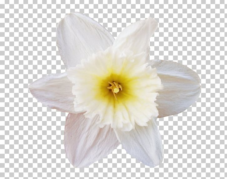 Flower White Petal PNG, Clipart, Amaryllis Family, Computer Software, Daffodil, Fleur, Fleur Blanche Free PNG Download
