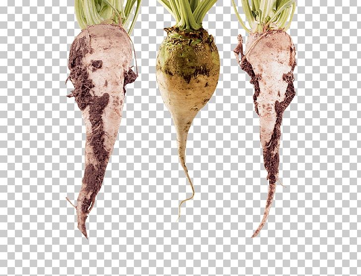 Food Glyphosate Sugar Beet Genetically Modified Canola PNG, Clipart, Beetroot, Canola, Crop, Food, Food Drinks Free PNG Download