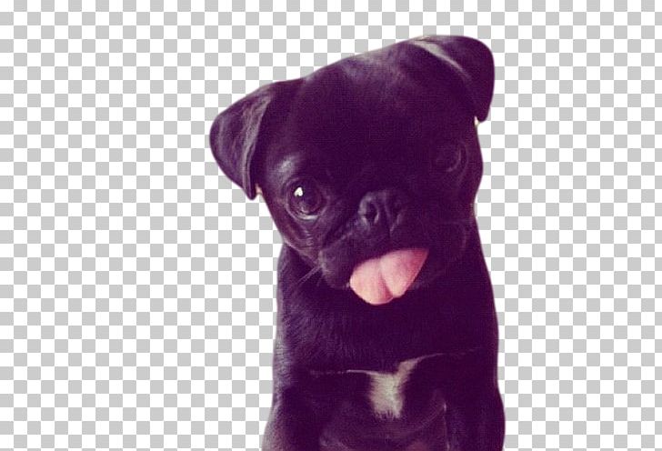 Pug Puppy French Bulldog Boxer PNG, Clipart, Animal, Animals, Boxer, Bulldog, Carnivoran Free PNG Download