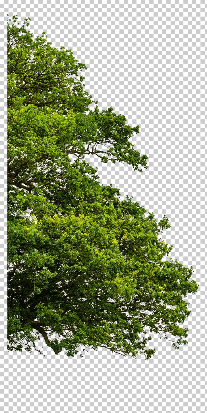 Tree Stock Photography Portable Network Graphics Ulmus Minor Illustration PNG, Clipart, Branch, Deciduous, Elm, Evergreen, Grass Free PNG Download