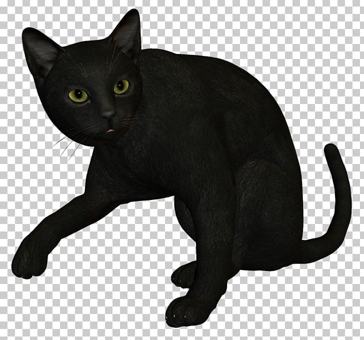 Bombay Cat Black Cat Havana Brown Korat Burmese Cat PNG, Clipart, American Wirehair, Asian, Bengal Cat, Black, Black Panther Free PNG Download