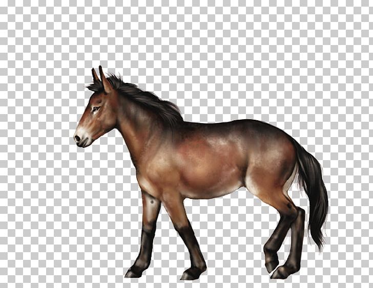 Mane Mustang Stallion Foal Mare PNG, Clipart,  Free PNG Download