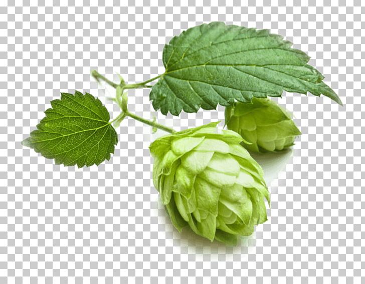 Beer Brewing Grains & Malts Hops Cascade PNG, Clipart, Ale, Beer, Beer Brewing Grains Malts, Brewery, Cascade Free PNG Download