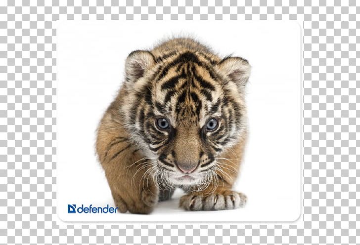 Felidae Cat Whiskers Tiger Cubs Baby Tigers PNG, Clipart, Animals, Baby Tigers, Bengal Tiger, Big Cat, Big Cats Free PNG Download