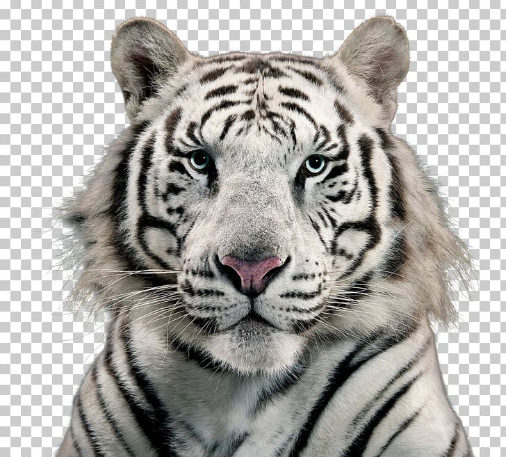 White Tiger Bengal Tiger PNG, Clipart, Animal, Animals, Animal Track,  Bengal Tiger, Big Cats Free PNG
