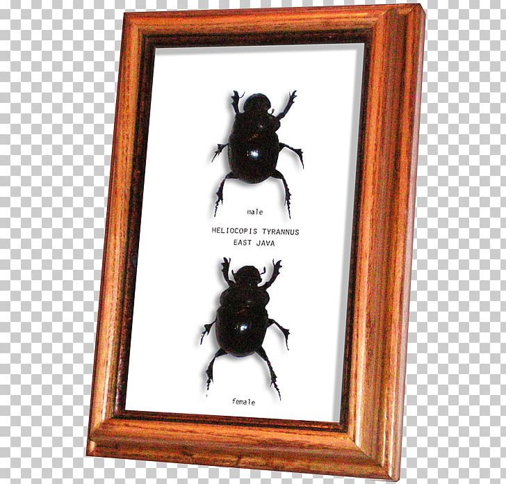 Beetles And Bugs Dung Beetle Chalcosoma Caucasus Male PNG, Clipart, Animals, Beetle, Beetles And Bugs, Chalcosoma Caucasus, Cow Dung Free PNG Download