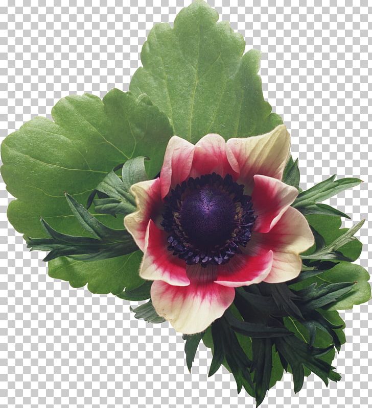 Igloo Flower Plant Information PNG, Clipart, Anemone, Annual Plant, Bad Boy, Celebrities, Crazy Free PNG Download