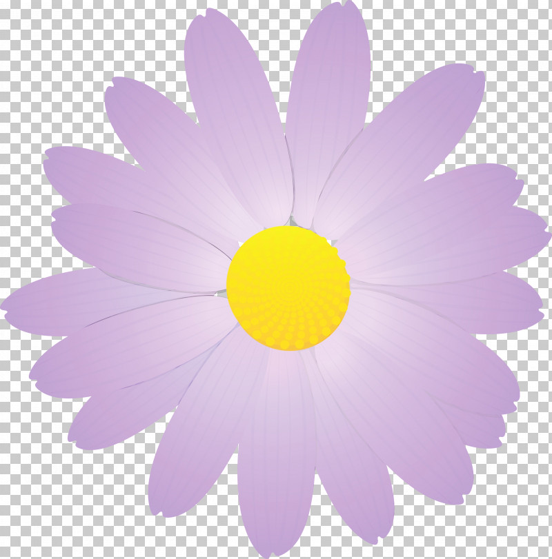 Daisy PNG, Clipart, Aster, Camomile, Chamomile, Daisy, Daisy Family Free PNG Download