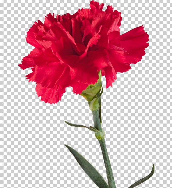 Carnation Transvaal Daisy Fuchsia PNG, Clipart, Bitmap, Carnation, Color, Cut Flowers, Dianthus Free PNG Download