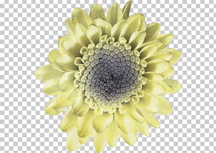 Chrysanthemum Transvaal Daisy Cut Flowers Petal PNG, Clipart, Chai, Chrysanthemum, Chrysanths, Cut Flowers, Daisy Free PNG Download