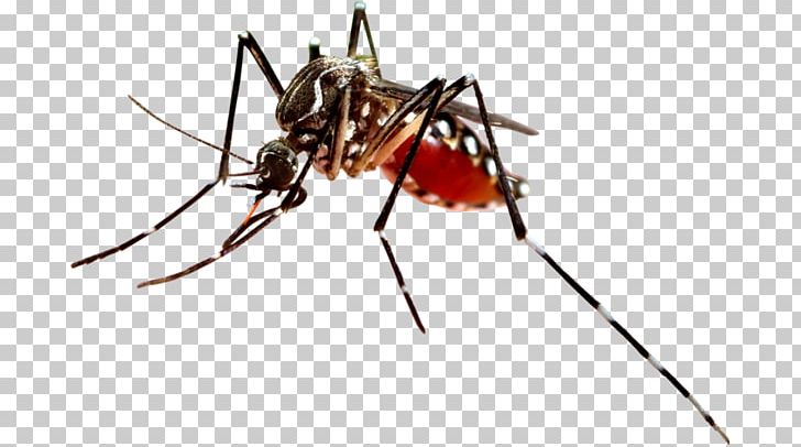 Dengue Fever Mosquito-borne Disease Virus PNG, Clipart, Arthropod, Chikungunya Virus Infection, Dengue Fever, Dengue Virus, Fever Free PNG Download
