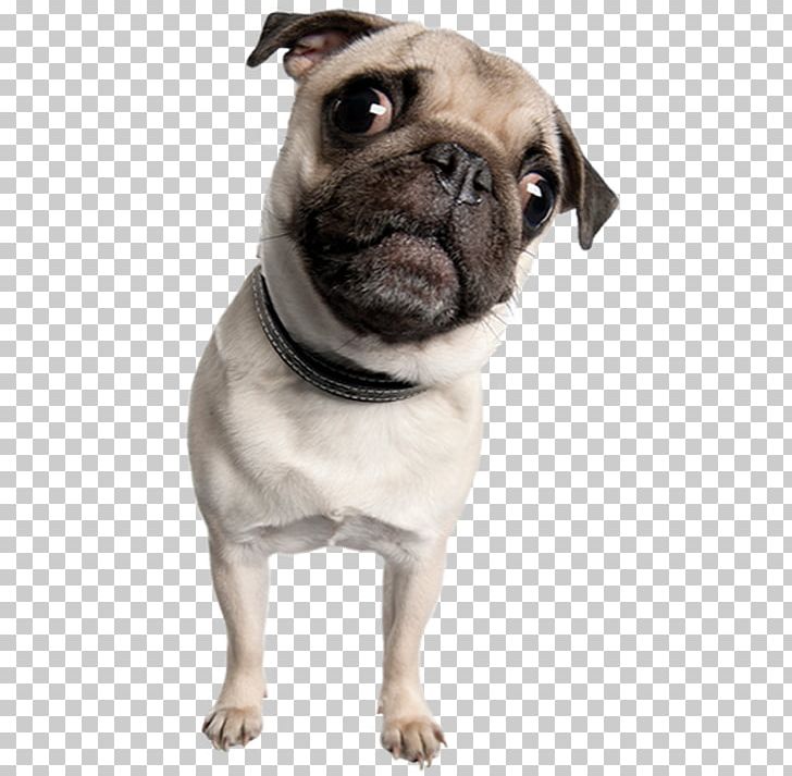 Pug Toy Bulldog Puppy Dog Breed Companion Dog PNG, Clipart, Attentive, Breed, Carnivoran, Companion Dog, Dog Free PNG Download