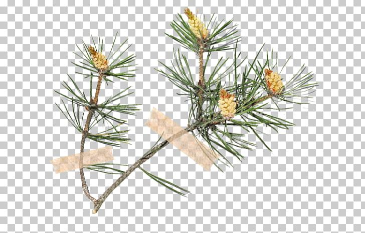 Stone Pine Scots Pine Rose Hip Spruce Fir PNG, Clipart, Branch, Conifer, Dogrose, Evergreen, Fir Free PNG Download
