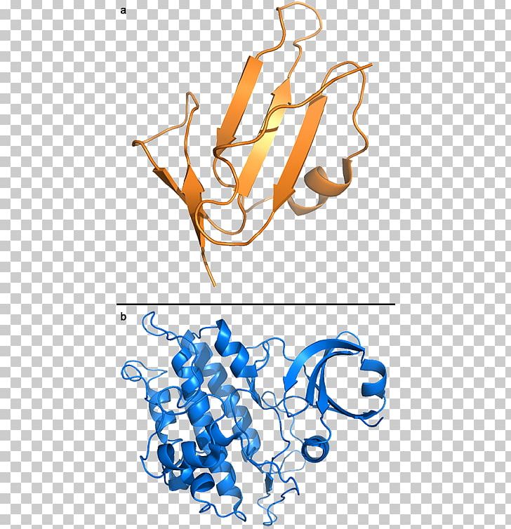 ACVRL1 Cell Surface Receptor Anaplastic Lymphoma Kinase PNG, Clipart, Acvrl1, Alk, Anaplastic Lymphoma Kinase, Angle, Area Free PNG Download
