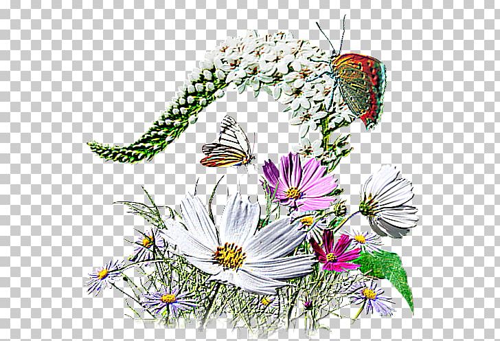 Flower PNG, Clipart, Artwork, Aster, Brush Footed Butterfly, Butterfly, Flower Free PNG Download